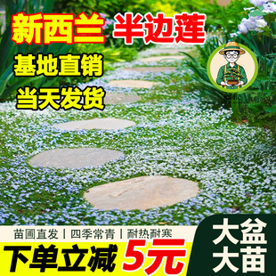 拾园记新西兰半边莲草坪盆栽庭院绿化耐热耐寒多年生宿根开花植物