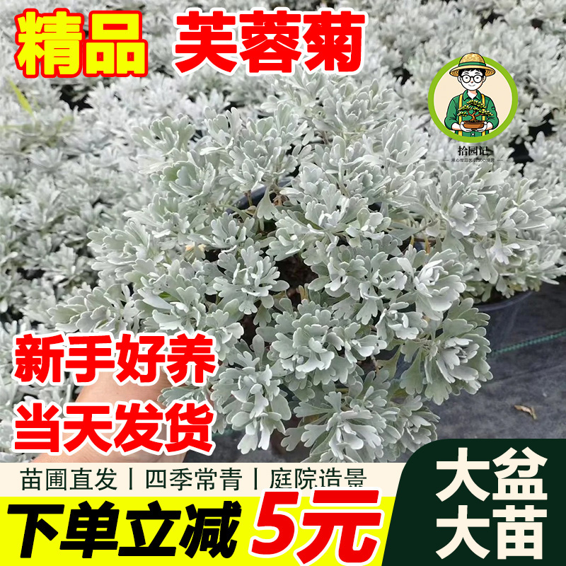 芙蓉菊盆栽老桩银叶绿植