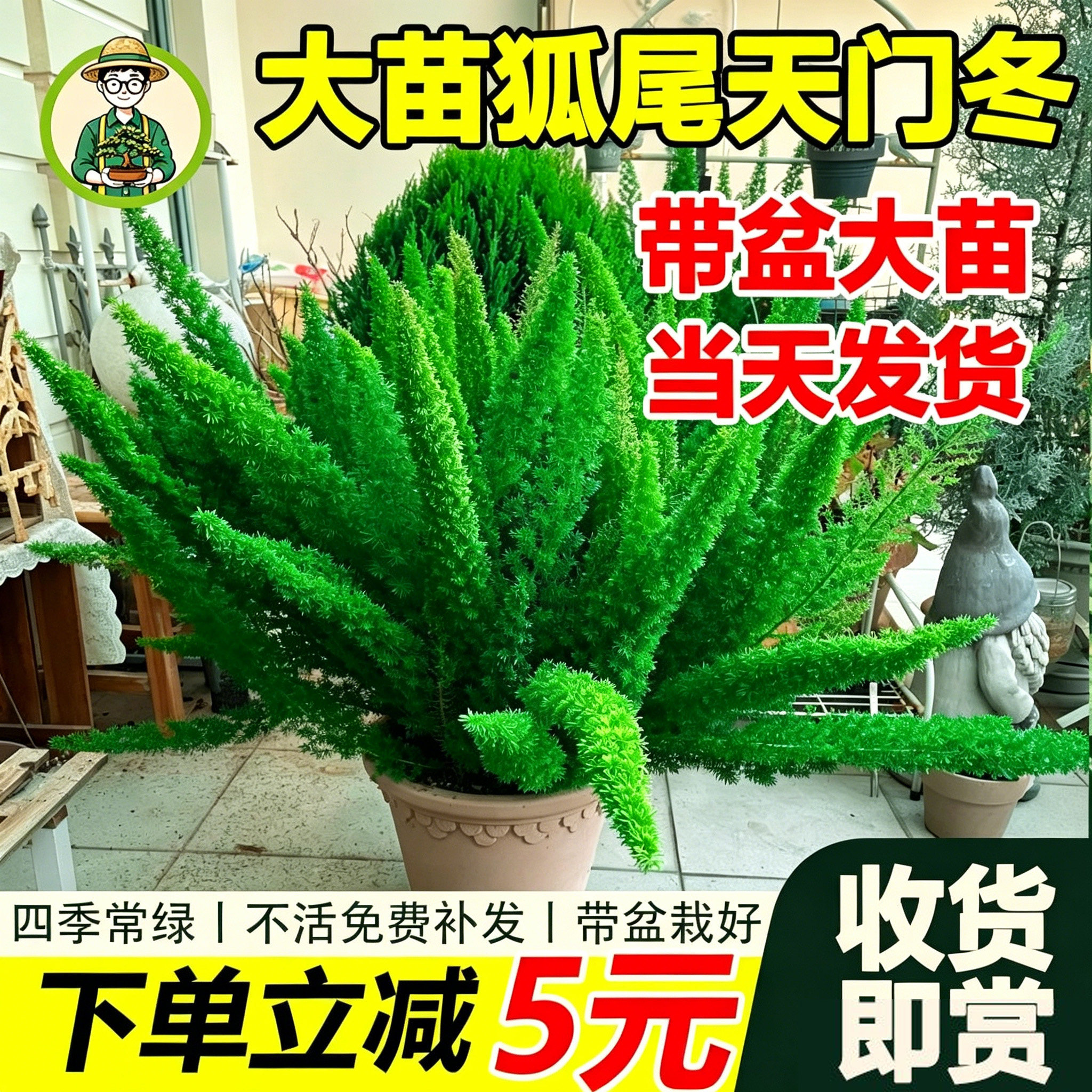 拾园记狐尾天门冬盆栽常青室内外庭院花园阳台好养庭院观赏绿植物