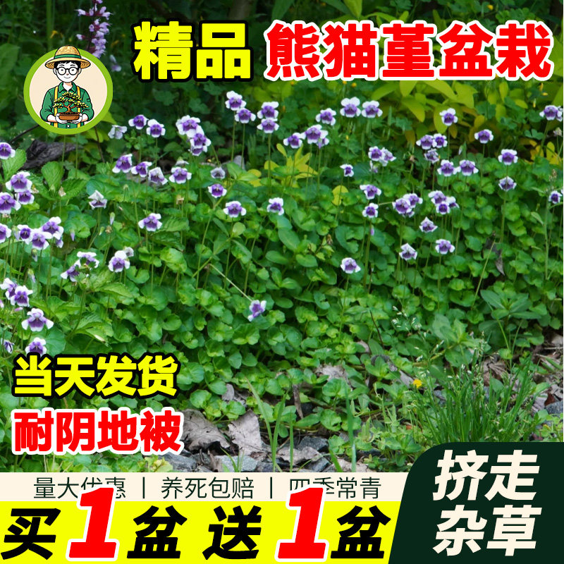 拾园记熊猫堇花苗四季开花盆栽耐阴耐晒宿根垂吊花园室外地被植物