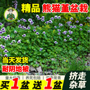 拾园记熊猫堇花苗四季 开花盆栽耐阴耐晒宿根垂吊花园室外地被植物