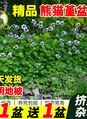 拾园记熊猫堇花苗四季开花盆栽耐阴耐晒宿根垂吊花园室外地被植物