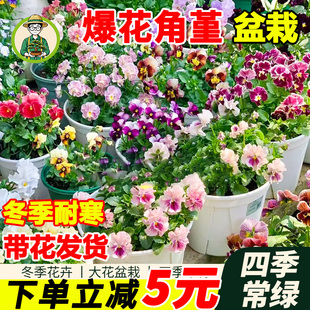 拾园记角堇进口三色堇花苗盆栽阳台庭院室外冬季耐寒开花花卉绿植