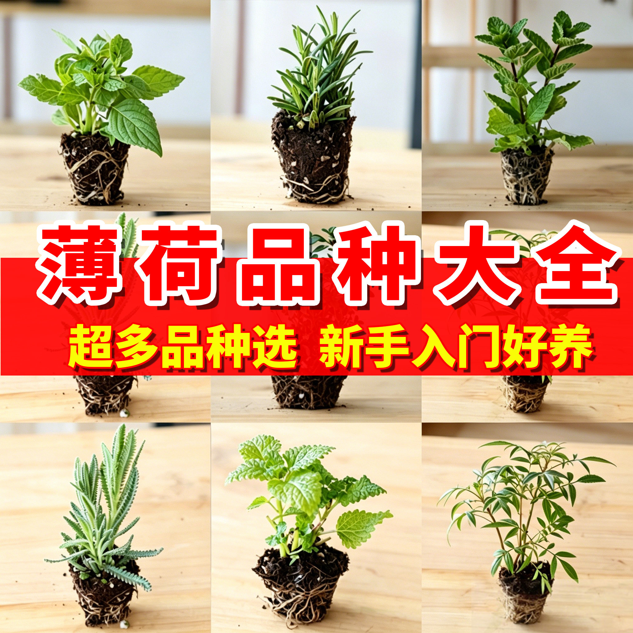 拾园记薄荷穴盘苗食用香料室内外驱蚊绿植百里香迷迭香薰衣鼠尾草