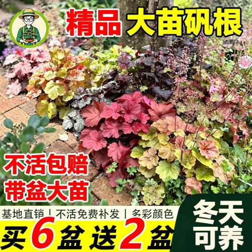多彩矾根观叶植物耐寒热植物盆栽