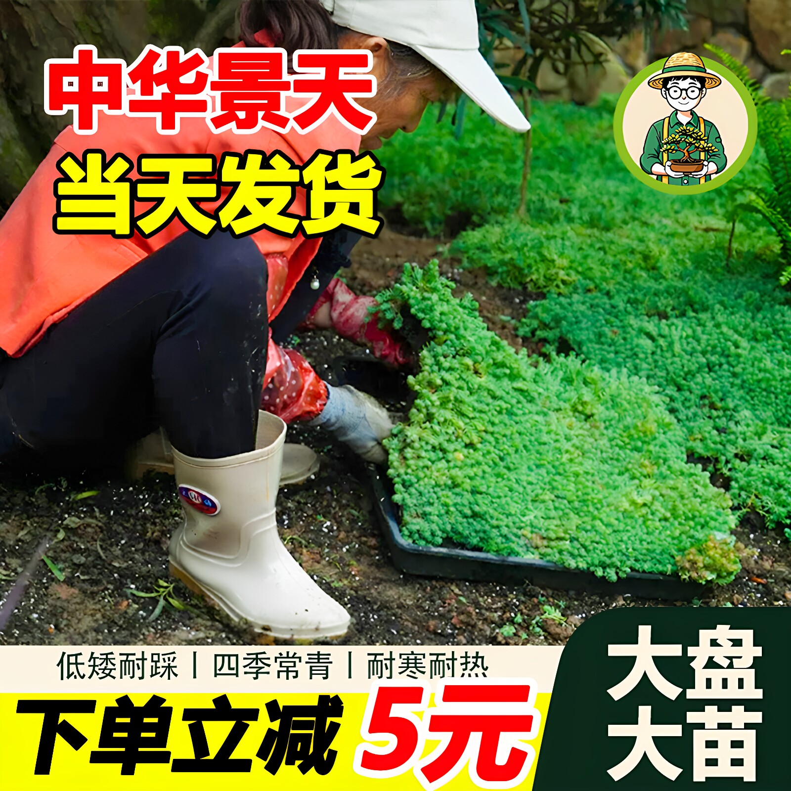 拾园记中华景天薄雪万年草常青耐寒热楼顶庭院花卉造景地被绿植物