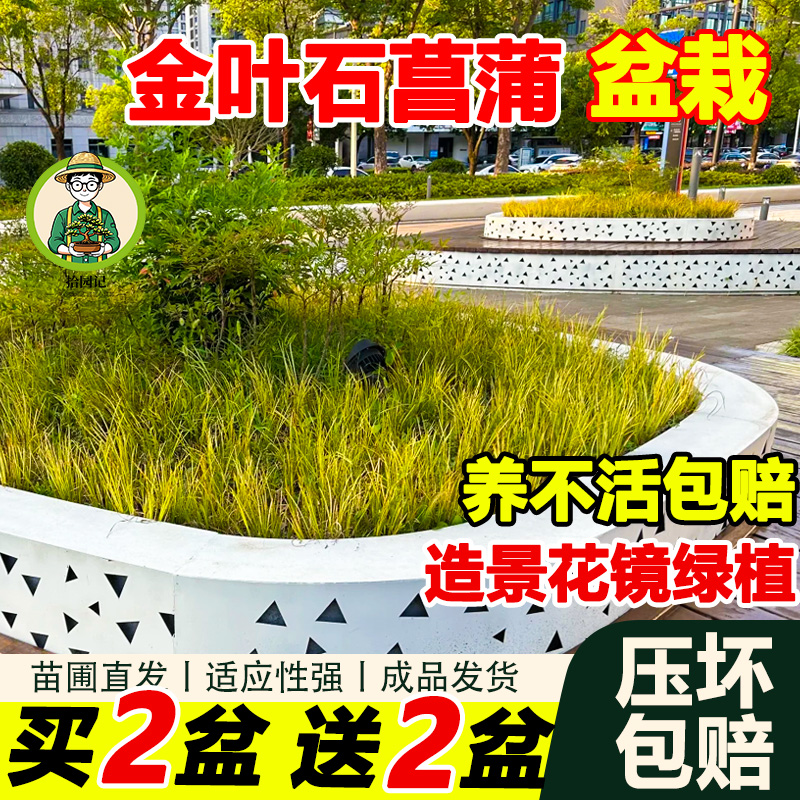 金叶石菖蒲花苗盆栽耐寒热