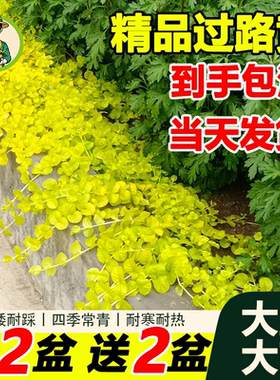 拾园记金叶过路黄托盘盆栽庭院阳台绿化草皮耐热寒地被花卉绿植物