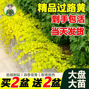 拾园记金叶过路黄托盘盆栽庭院阳台绿化草皮耐热寒地被花卉绿植物