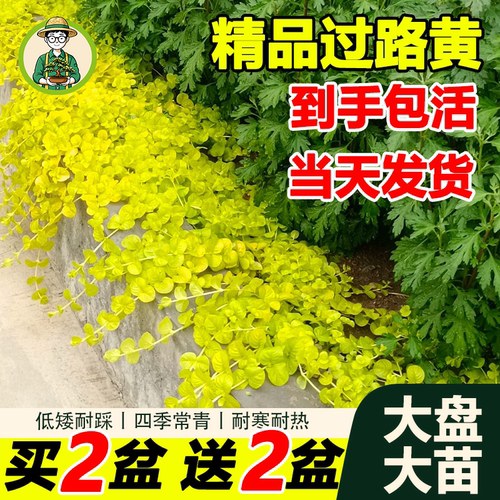 金叶过路黄庭院花园地被盆栽植物