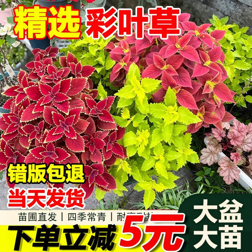 金边彩叶草盆栽室外庭院阳台