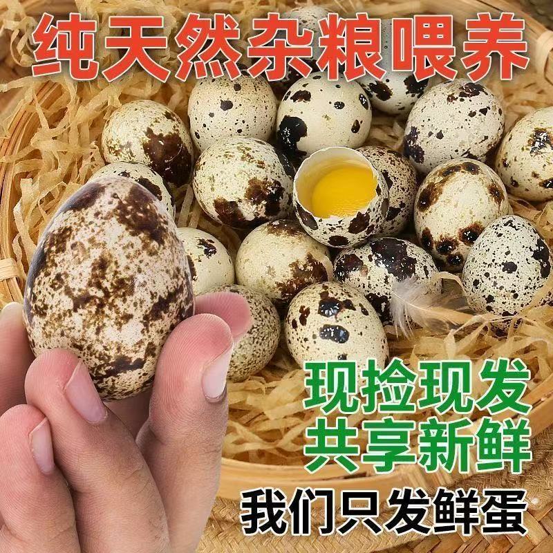 生鹌鹑蛋50枚新鲜现产现发鸟蛋农户散养卤蛋美味营养辅食包邮