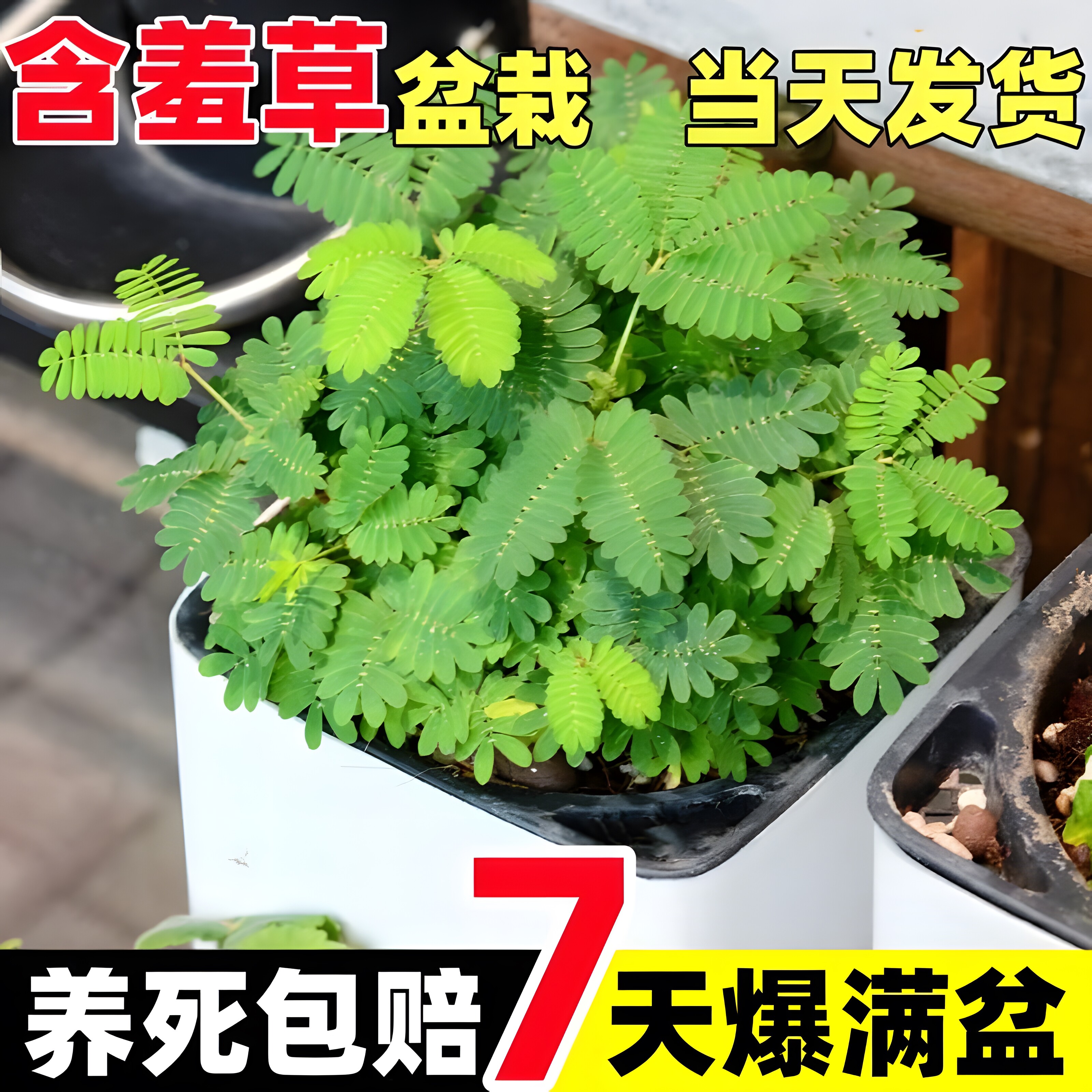 含羞草盆栽害羞草儿童种植办公桌面上可爱耐寒小绿植四季好养花卉