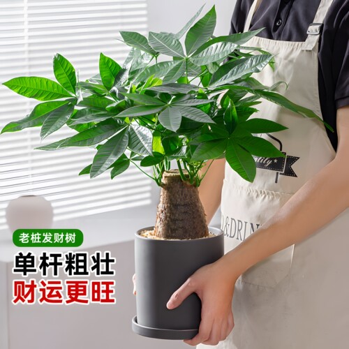 老桩发财树客厅盆栽室内大型粗杆招财树办公室绿植好养活四季常青