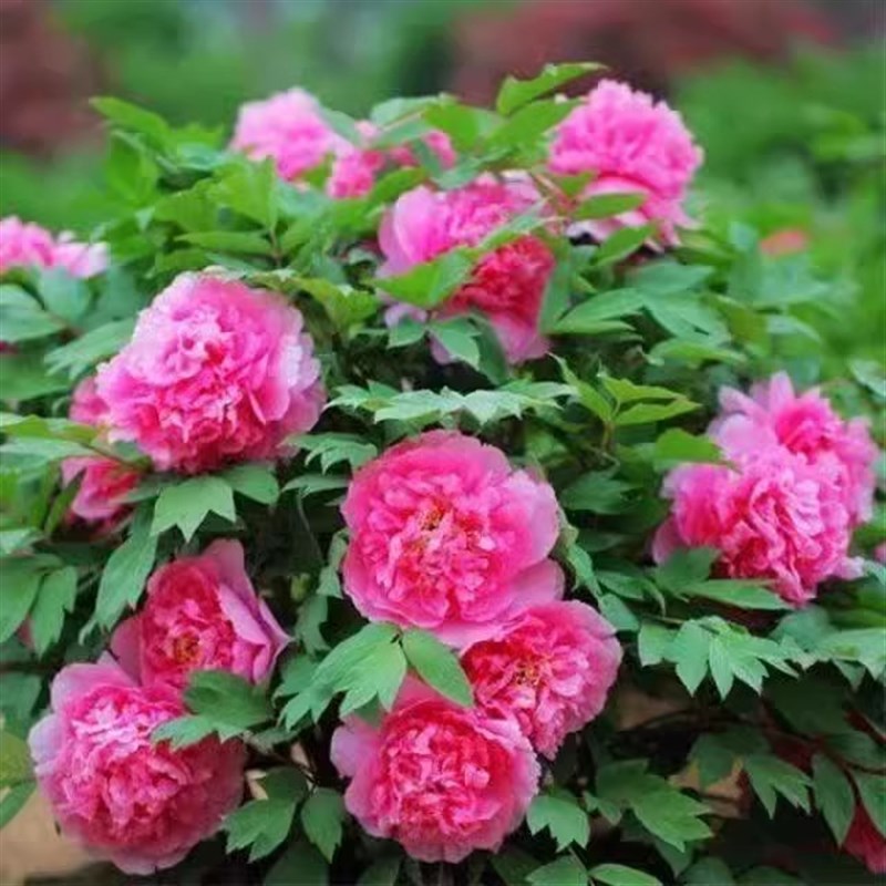 Peony Seeds, Potted Seed, Peony Flower Seed OGarden Plants,