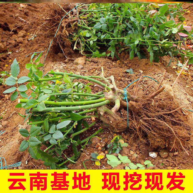 3-6棵刺玫瑰花苗红戴安娜图片