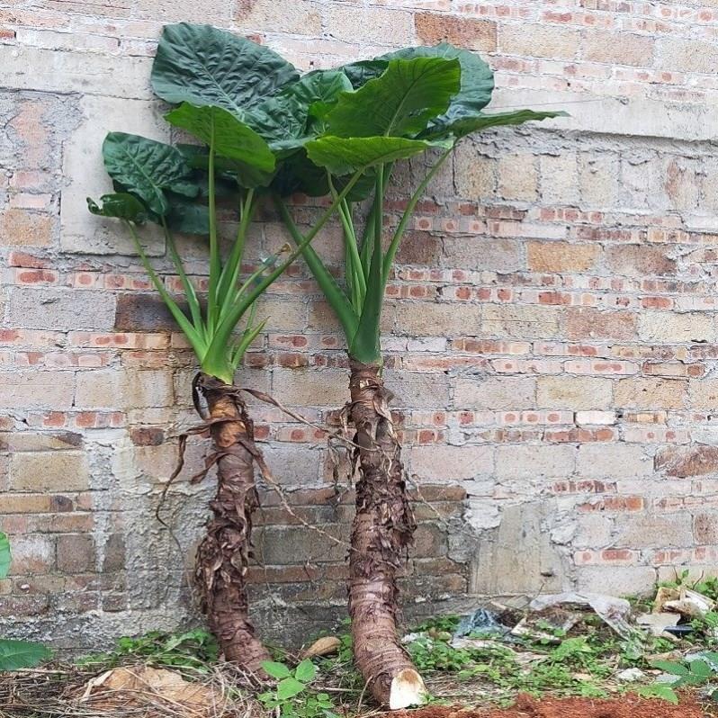 滴水观音绿植滴水观音老桩千手观音绿植客厅旺宅绿植大型霸王芋