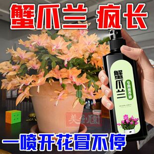 【巨好用】蟹爪兰专用营养液防治黄叶烂根叶子发软不开花液体肥料