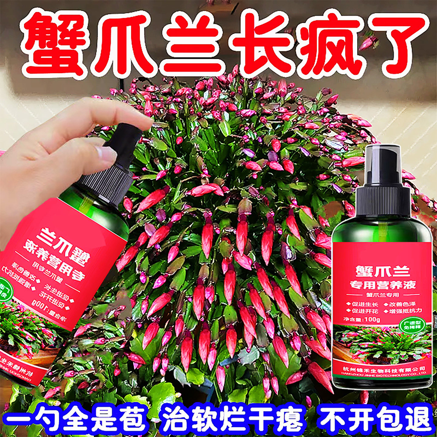 蟹爪兰专用营养液急救发蔫软烂干