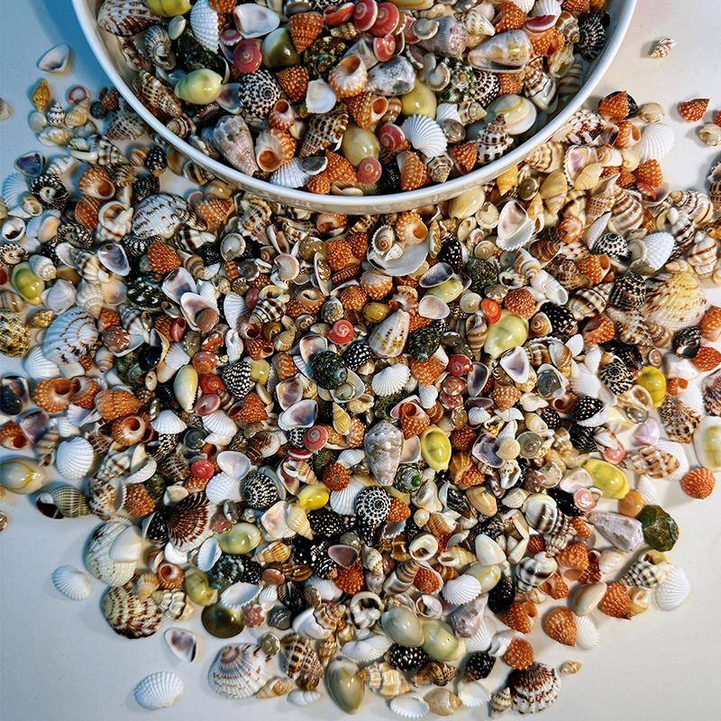 【真贝壳 无染色 可看货】20种超小超绚丽贝壳海螺组合 收藏标本
