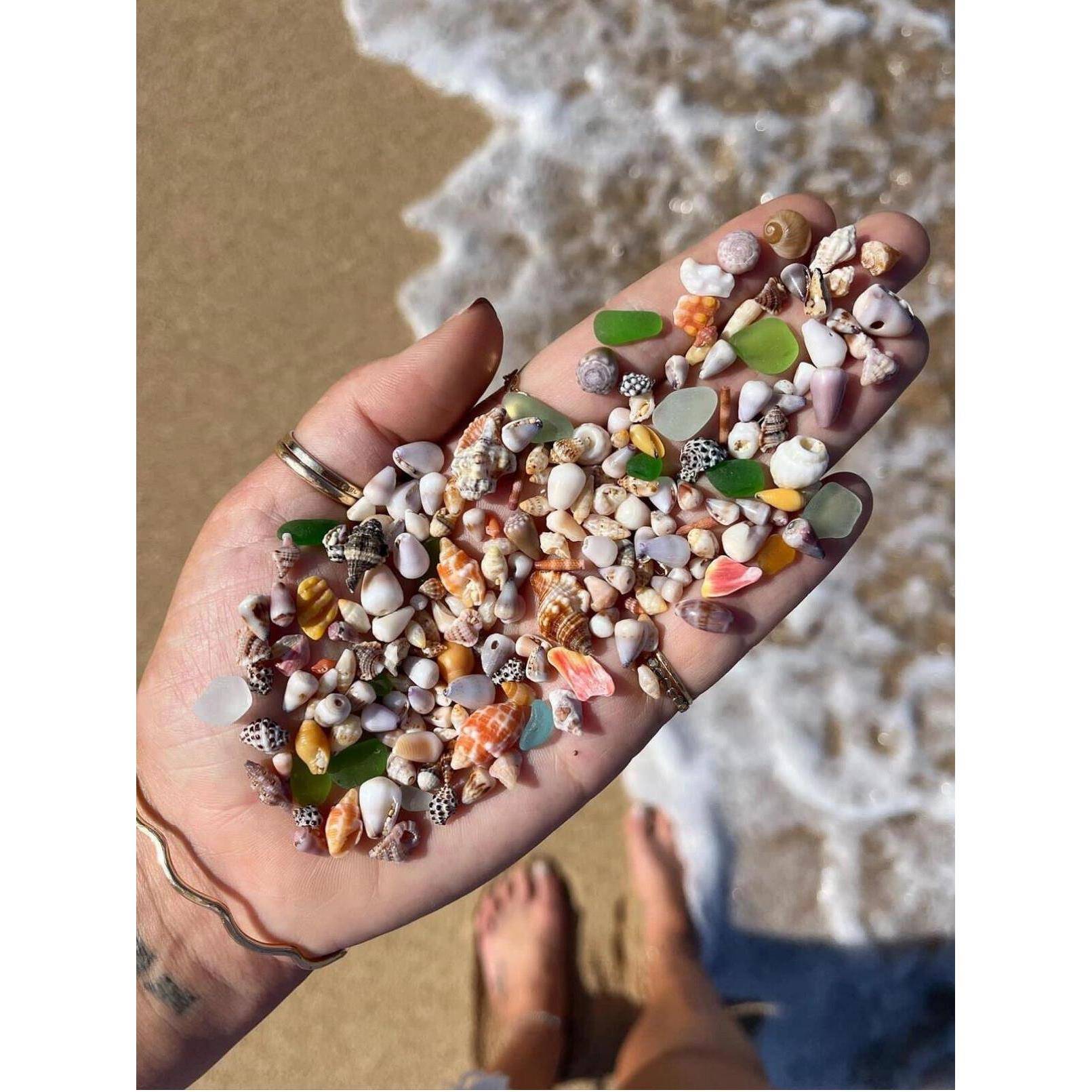 天然真贝壳海螺迷你小贝壳装饰品手工diy贝壳相框收纳盒鱼缸造景