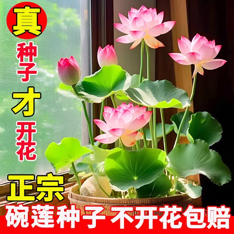 盆栽观赏水培植物睡莲荷花菜莲开口种水生水养室内绿植非碗莲种子