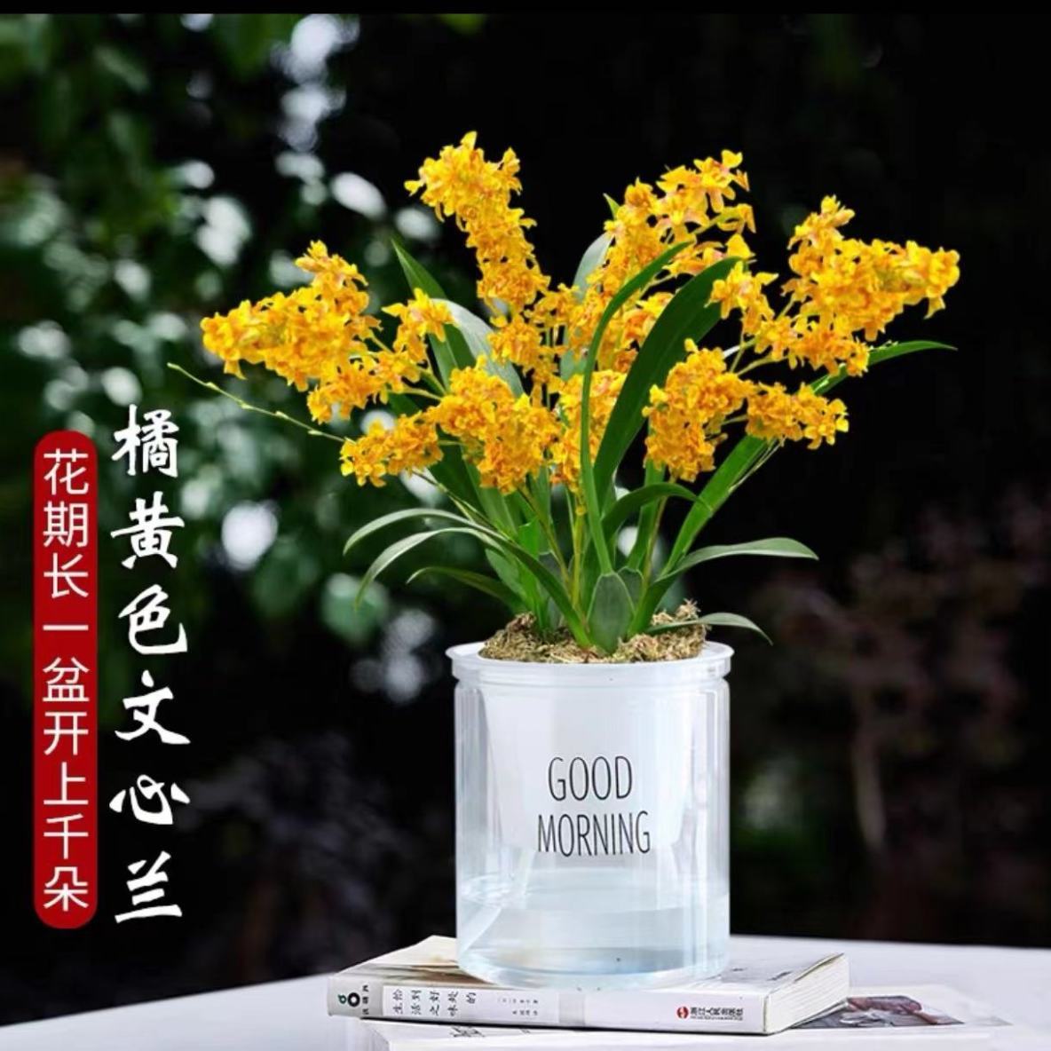 文心兰带花苞带盆栽好梦香兰盆栽兰花室内窗台开花水培水培绿植