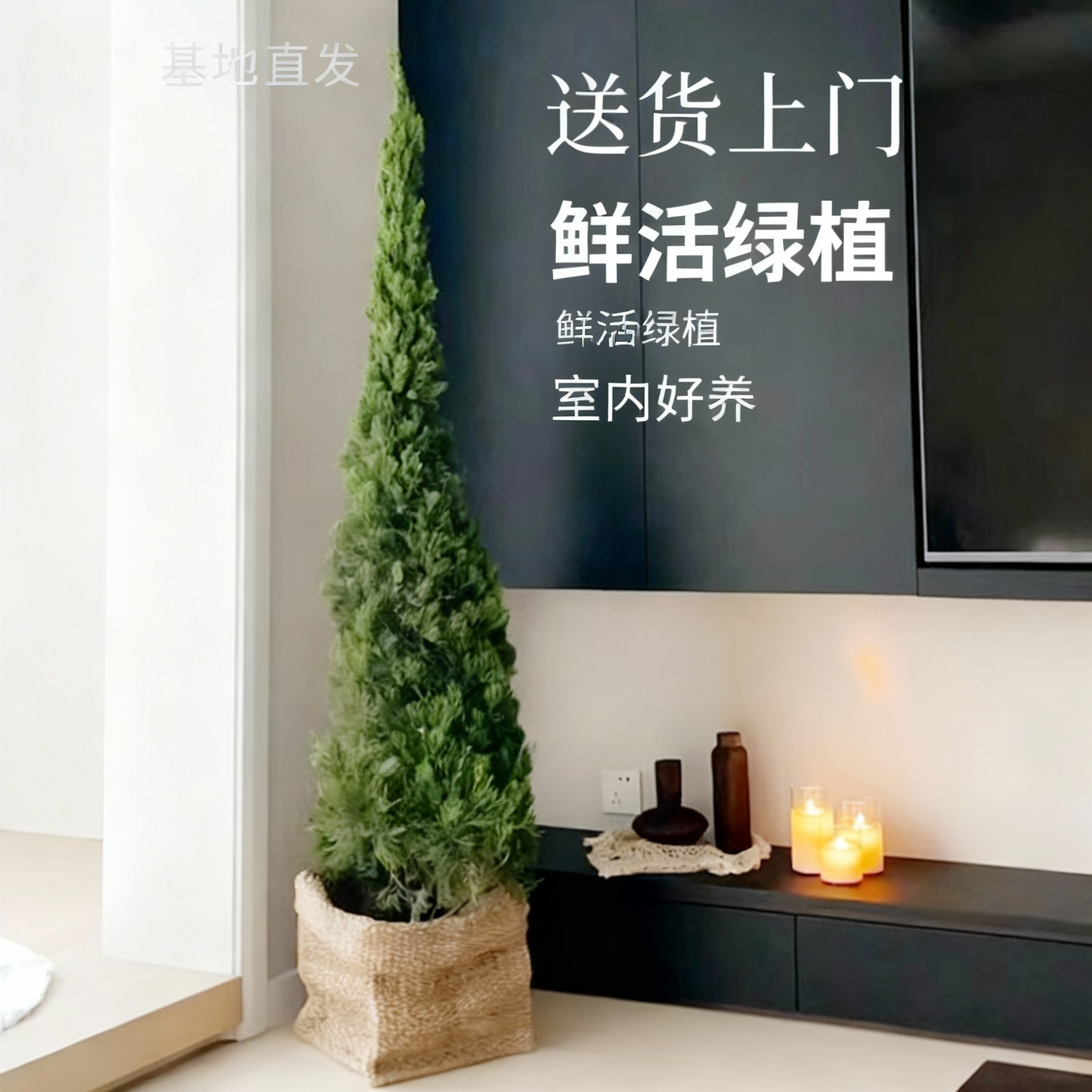 龙柏树苗松柏塔松圣诞树室内客厅高级感盆栽大型户外庭院四季常青