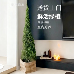 龙柏树苗松柏塔松圣诞树室内客厅高级感盆栽大型户外庭院四季常青