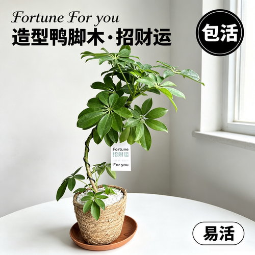 造型鸭脚木盆栽八方来财办公室中古侘寂风丛生盆景四季常青绿植