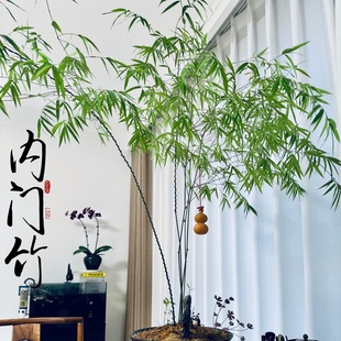 正宗台湾内门竹老桩高山易养办公室书房竹子盆栽观叶绿植室内盆景