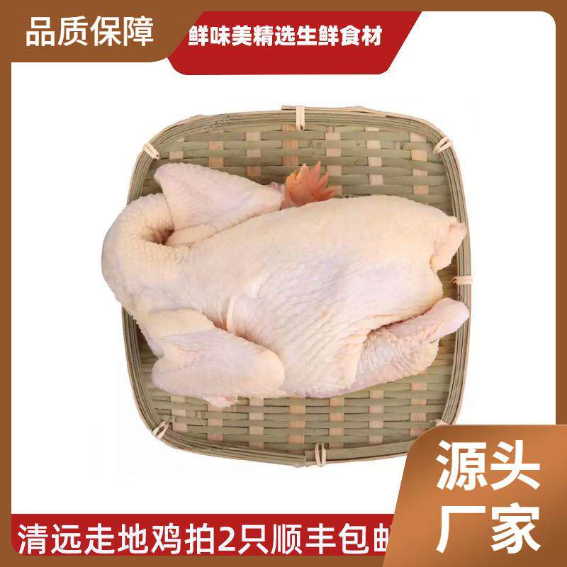 新货清远鸡广东清远鸡白切