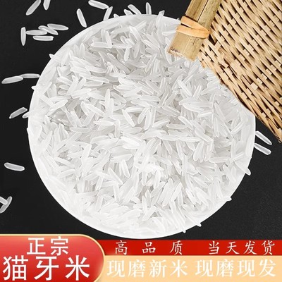 正宗猫牙米大米2024年新米长粒香