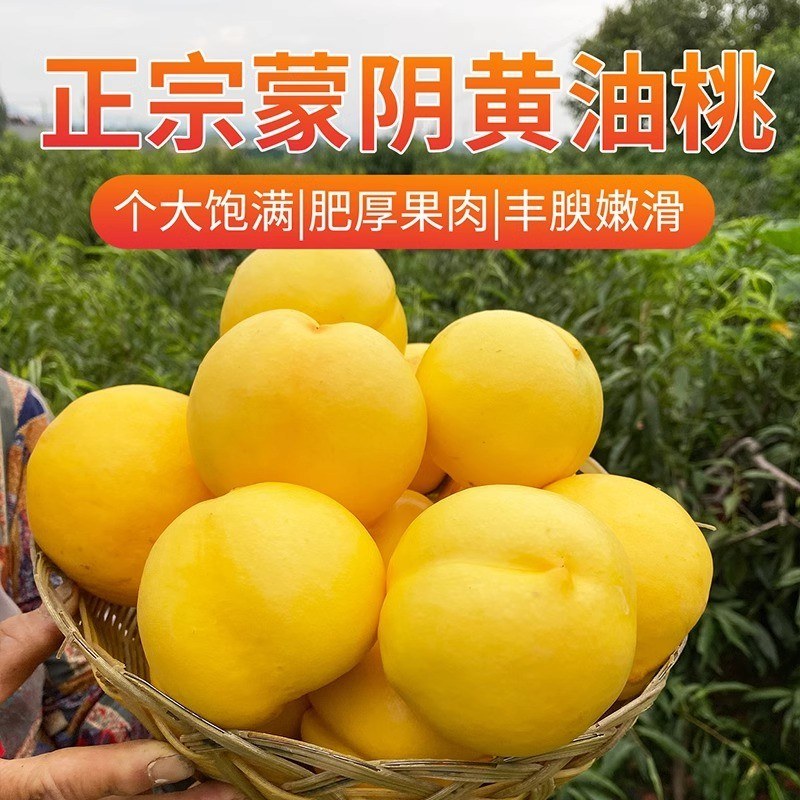 正宗蒙阴黄金油桃应季水果蜜桃桃子产地直发脆甜多汁