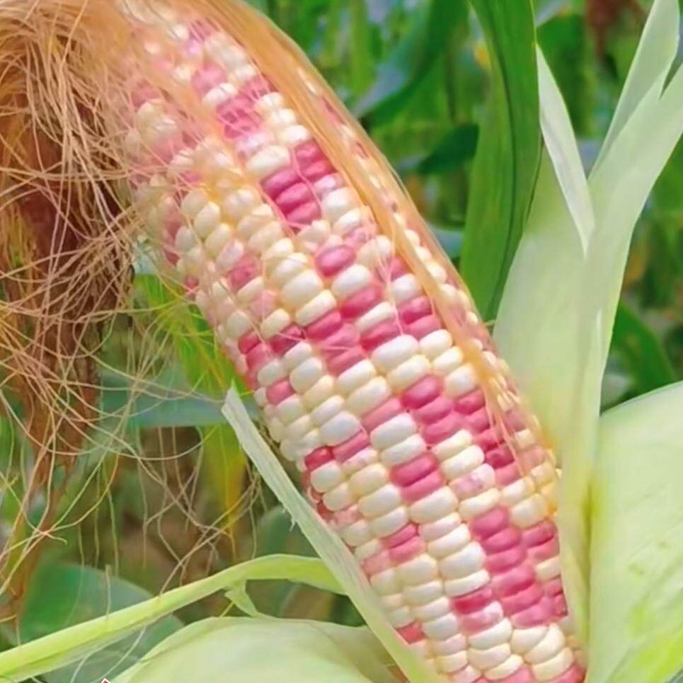 农家花玉米种子软糯香甜双色彩糯玉米种籽粘苞谷种籽农家蔬菜种孑