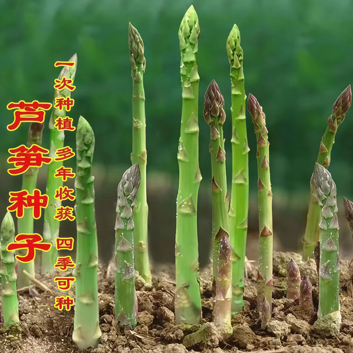 养生香甜芦笋秋季种子芦笋种子耐家庭园艺种子