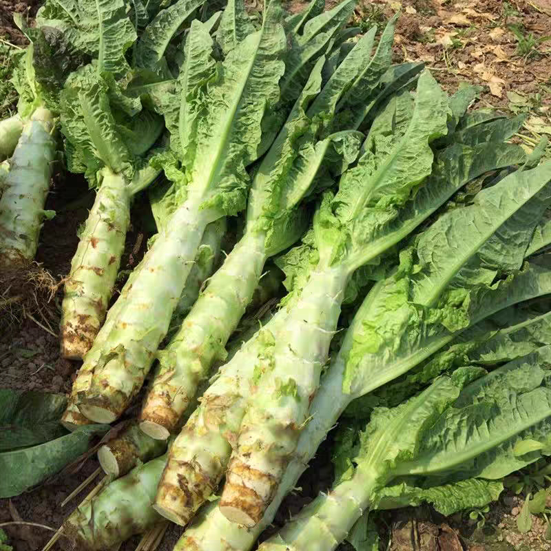 老品种笋莴苣种子绿色有机农家蔬家庭园艺种子