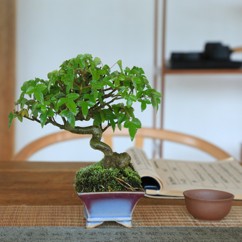 唐枫盆栽微型植物书房茶台办公桌三角枫盆景阳台窗台绿植观叶好养