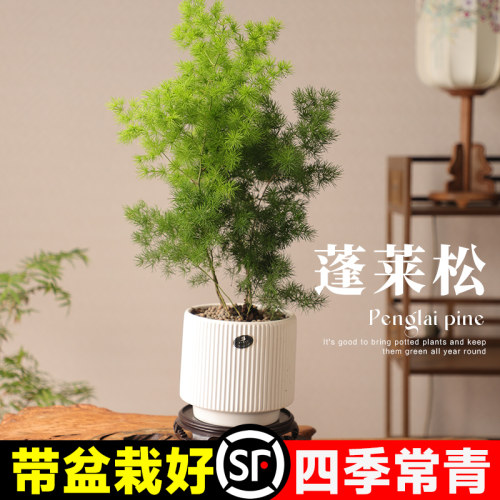 蓬莱松盆栽小客厅绿植桌面植物室内花卉老桩迎客松文竹禄四季好养