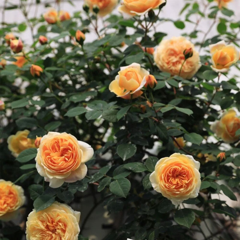 玛格丽特王妃藤本月季花大苗特大花浓香蔷薇花苗玫瑰四季庭院爬藤图片