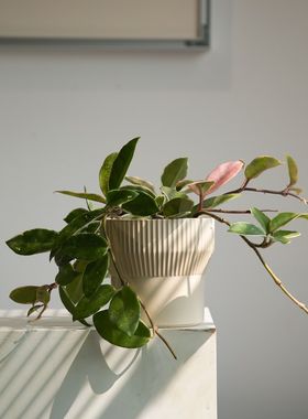 三色球兰锦兰花盆景室内办公桌花卉盆栽爬藤植物观叶四季常绿植