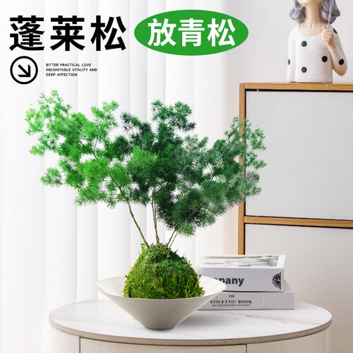 蓬莱松放青松苔藓球盆栽客厅懒人轻松植物室内办公室桌面绿植好养