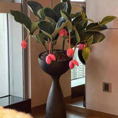 荷兰进口宝莲灯花盆栽花卉珍珠宝莲室内阳台盆栽花卉年宵花卉植物
