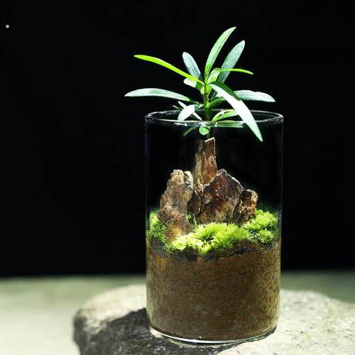 螃蟹生态缸罗汉松微景观绿植桌面创意摆件室内植物礼物爬宠缸成品