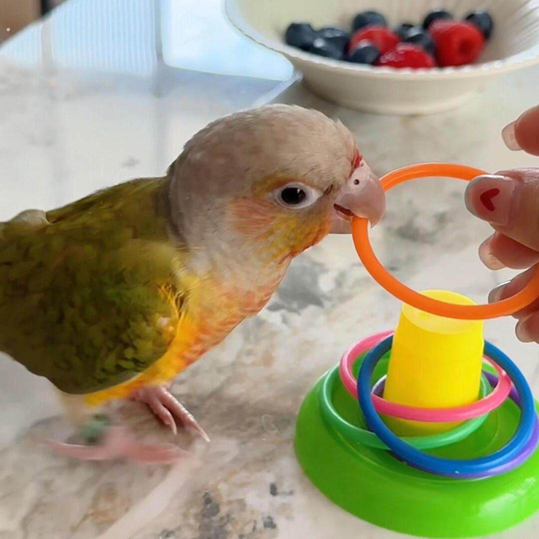 套圈鹦鹉玩具小鸟防抑郁益智互动玩具牡丹金太阳家用解闷游戏道具,宠物/宠物食品及用品,鸟玩具,淘宝优惠券,粉丝福利购,淘宝优惠卷