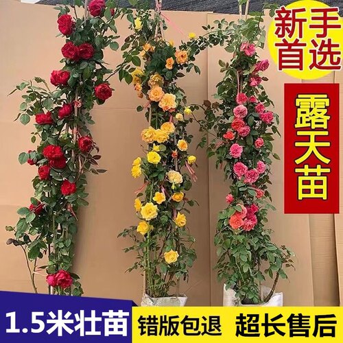 藤本月季花浓香四季开花蔷薇花苗爬藤攀援植物庭院阳台玫瑰盆