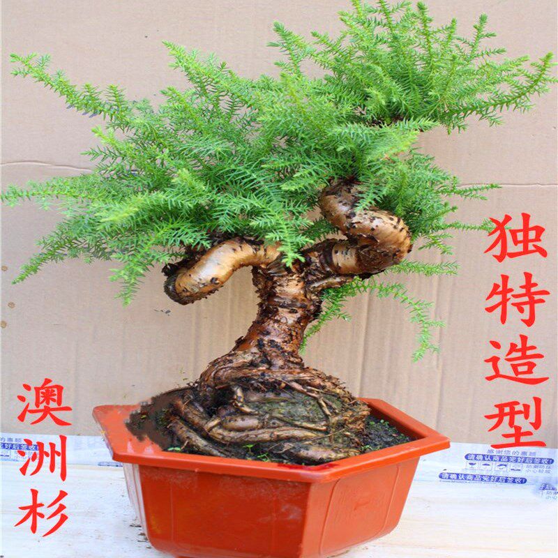 名贵澳洲杉盆景树桩室内四季常青独特造型南洋不老松盆栽植物