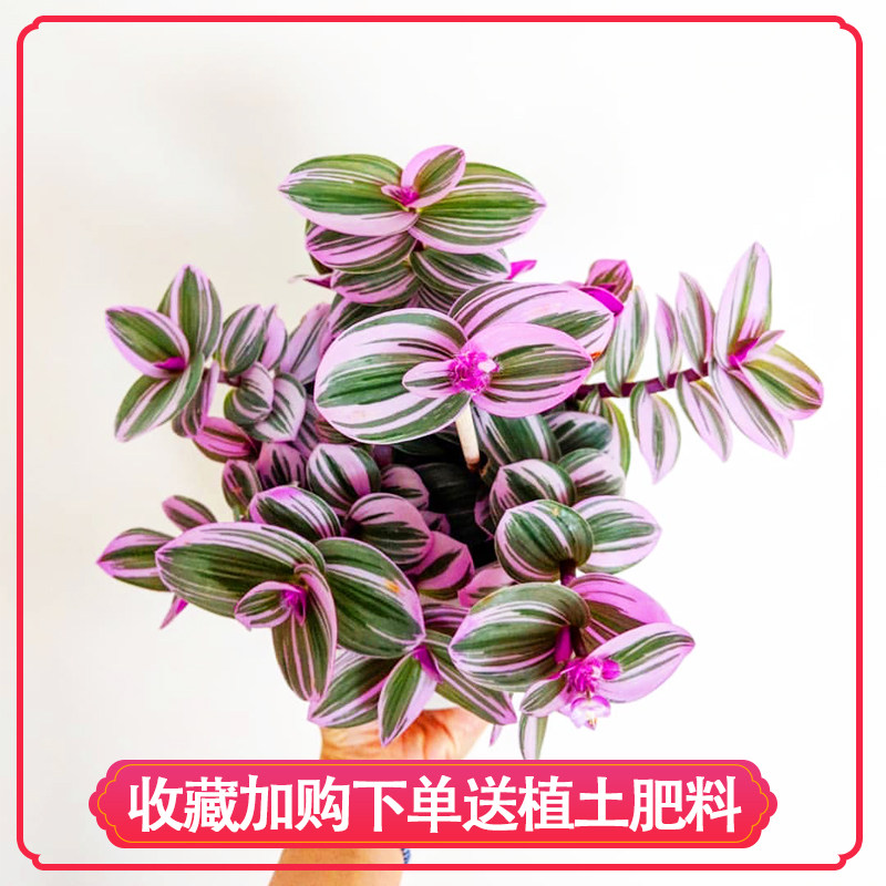 紫色油画婚礼吊兰锦超好养室内花卉盆栽绿植多肉植物耐阴阳台