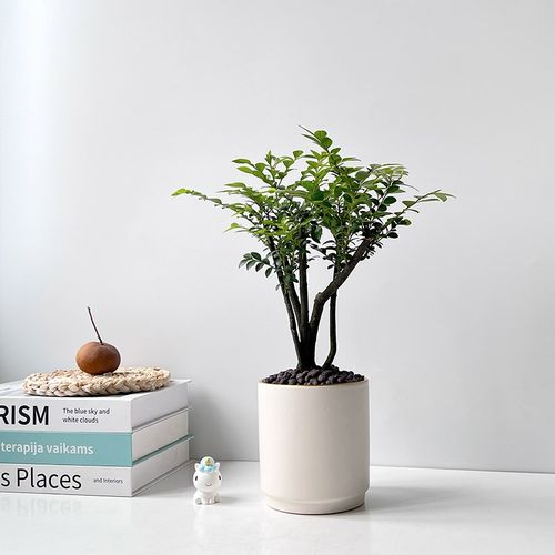 情绪解压小叶紫檀盆景老桩绿植植物室内室黑骨茶盆栽