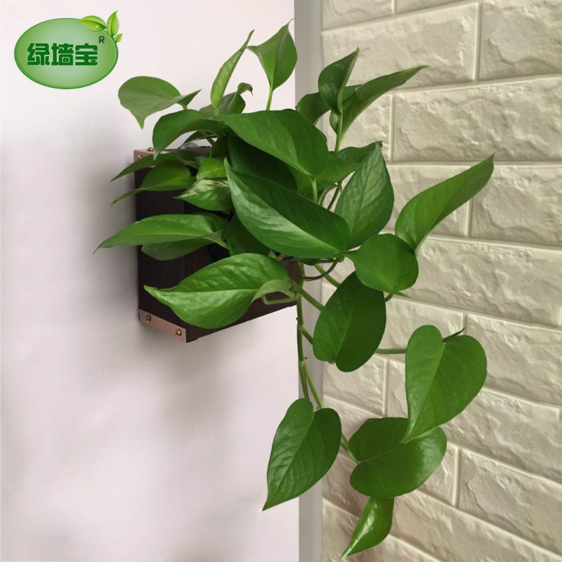 立体相框真绿植墙花架墙壁植物挂墙挂壁吸壁挂绿萝网红花盆